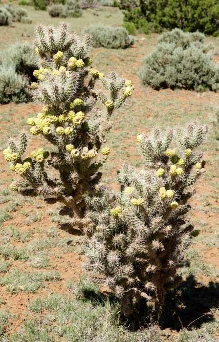 Cactus