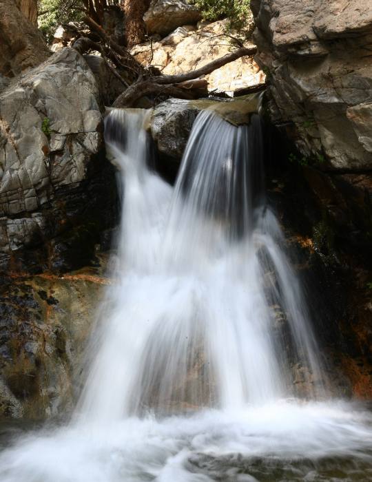 ForestFalls