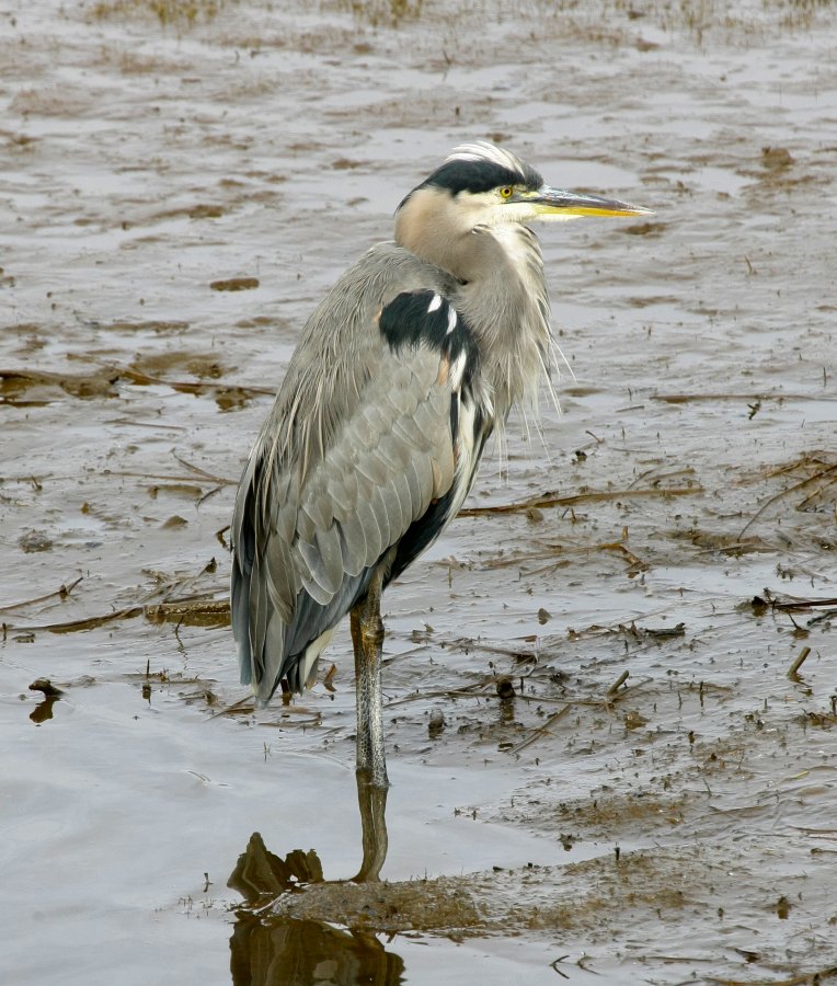 Heron