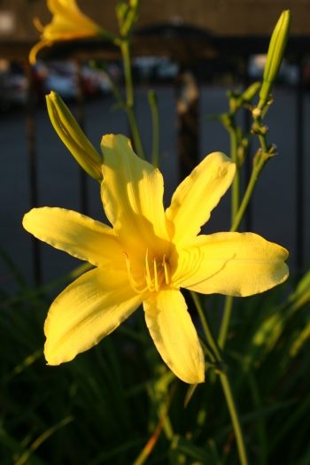 Flower