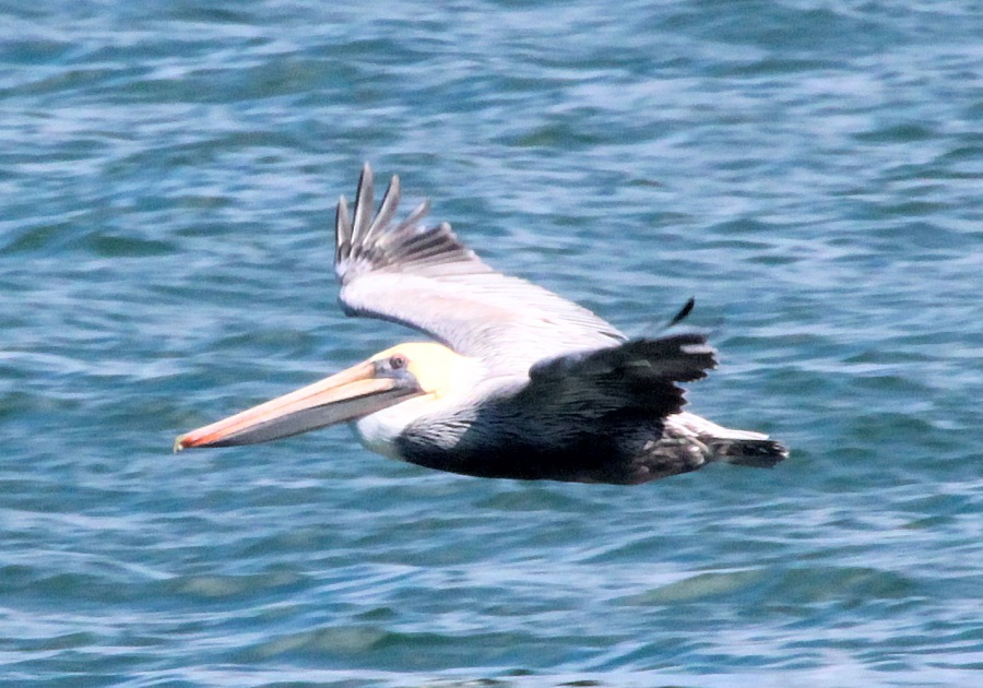 Pelican