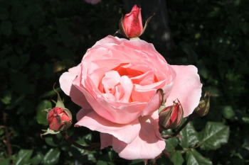 Rose