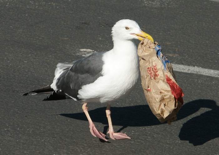Seagull