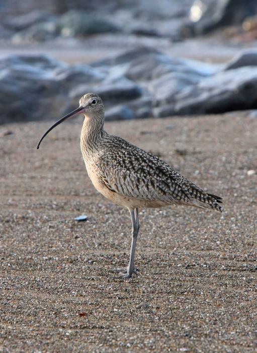 SeaBird