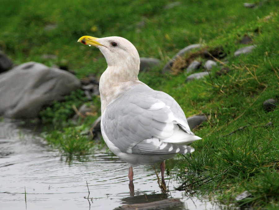 Seagull