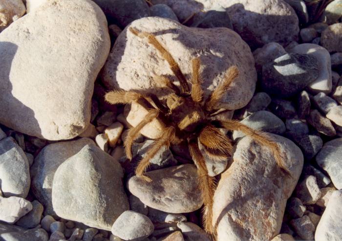Tarantula