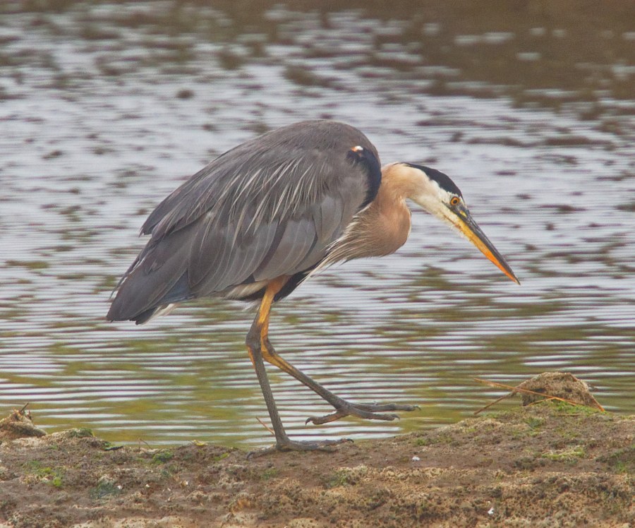 BlueHeron