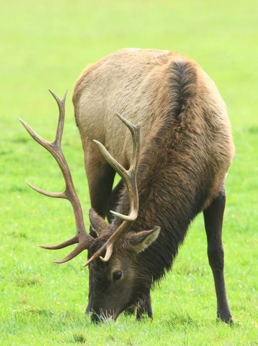 Elk