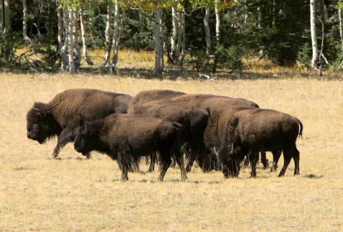 Bison