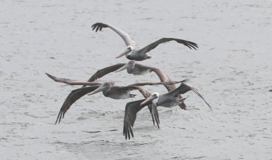 Pelicans