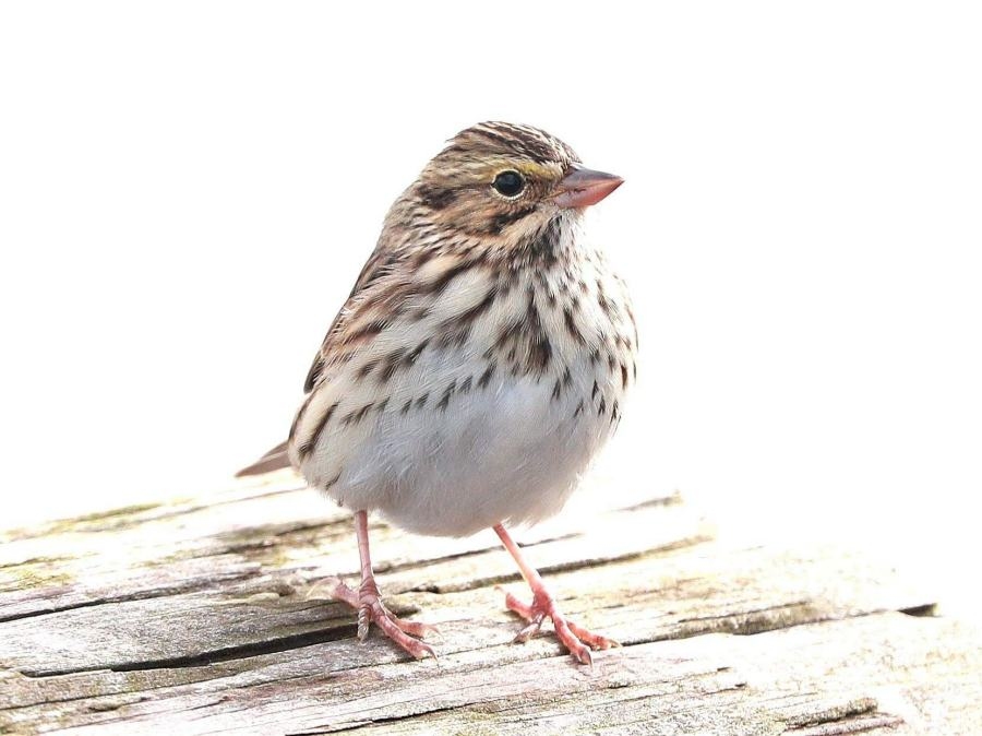 SavannahSparrow