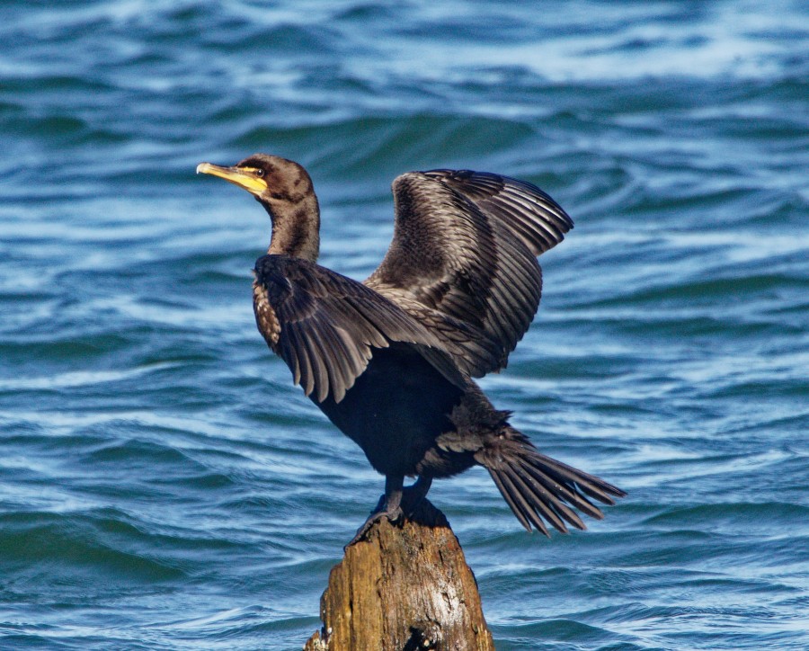 Cormorant