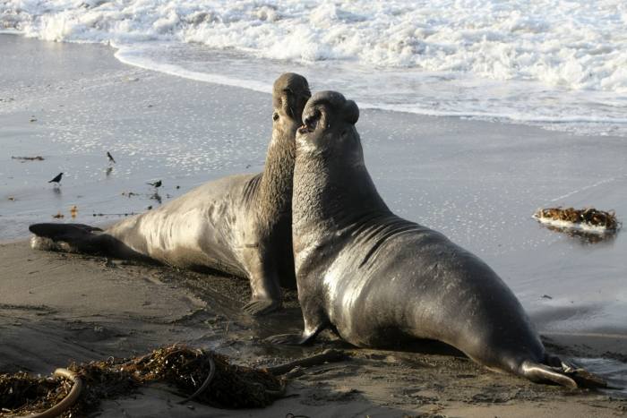 ElephantSeal2