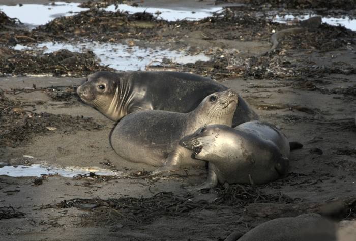 ElephantSeal1
