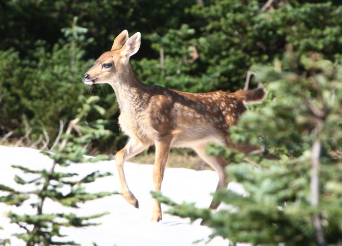 deer