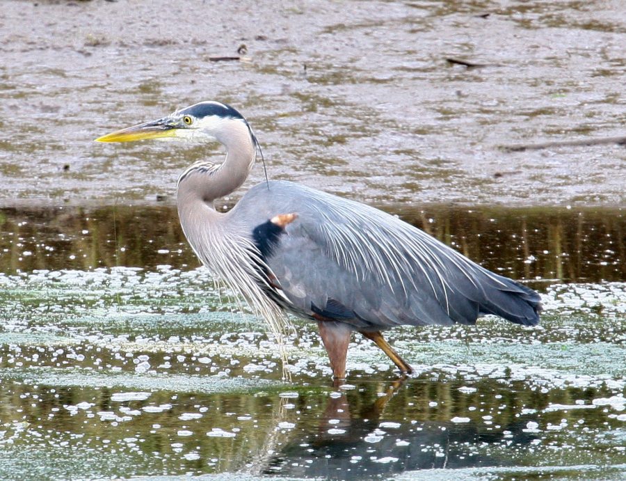 Heron