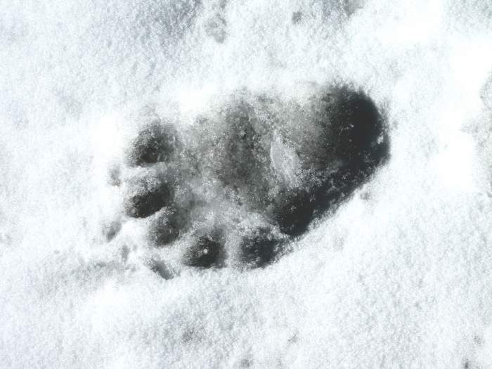 BearPaw