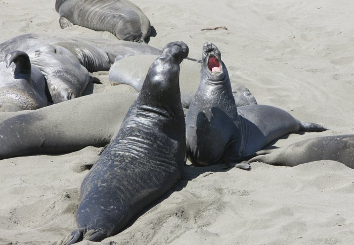 seals