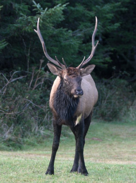 elk
