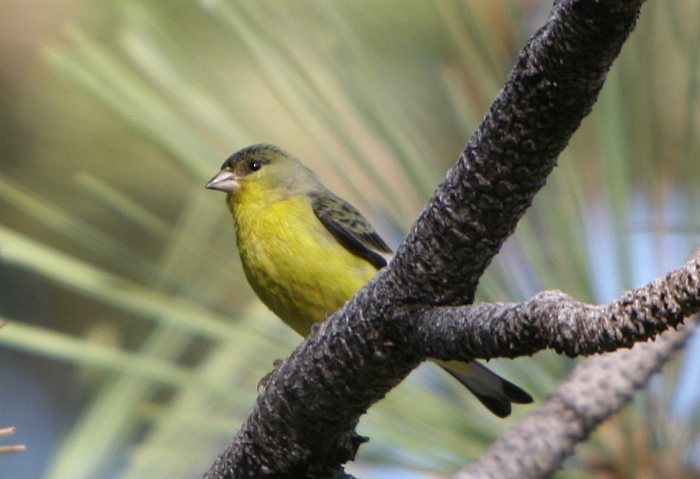 bird