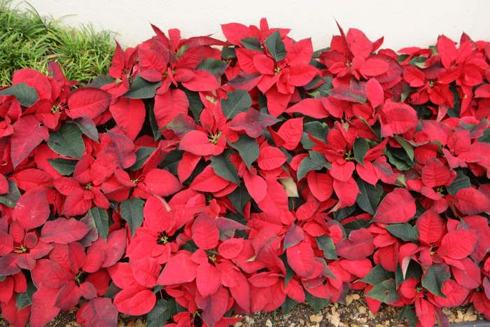 Poinsetta