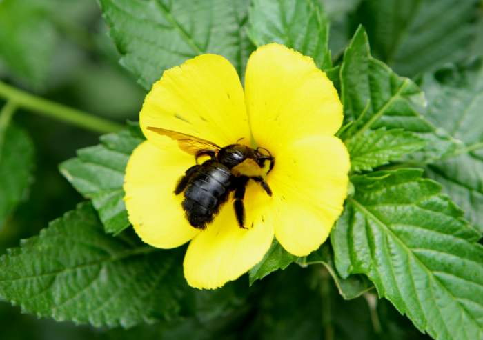 FlowerBee