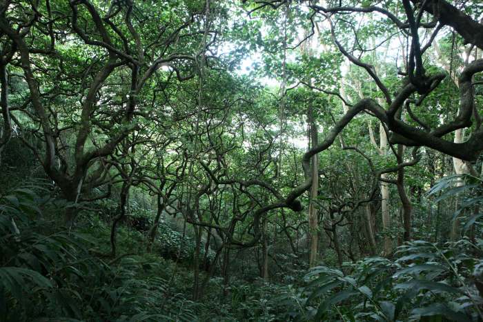 ForestLimbs