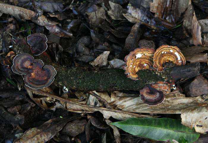 Fungus