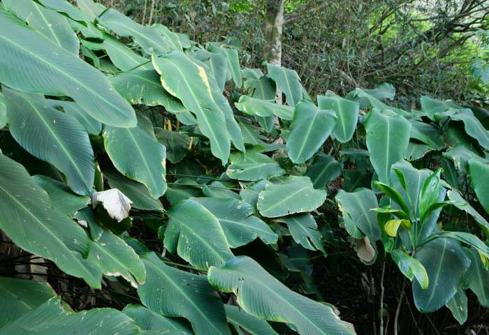 Leaves
