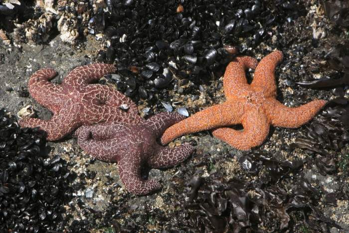 Starfish
