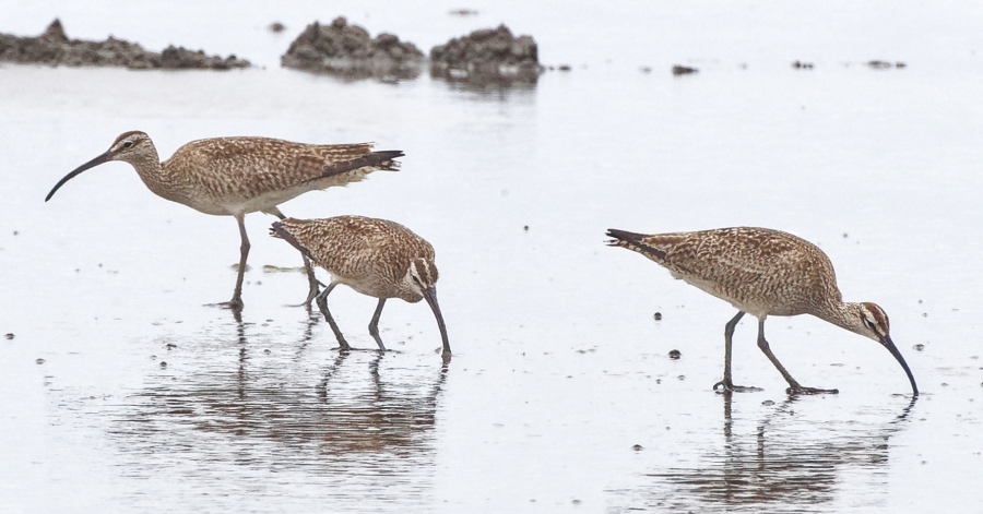 Whimbrel