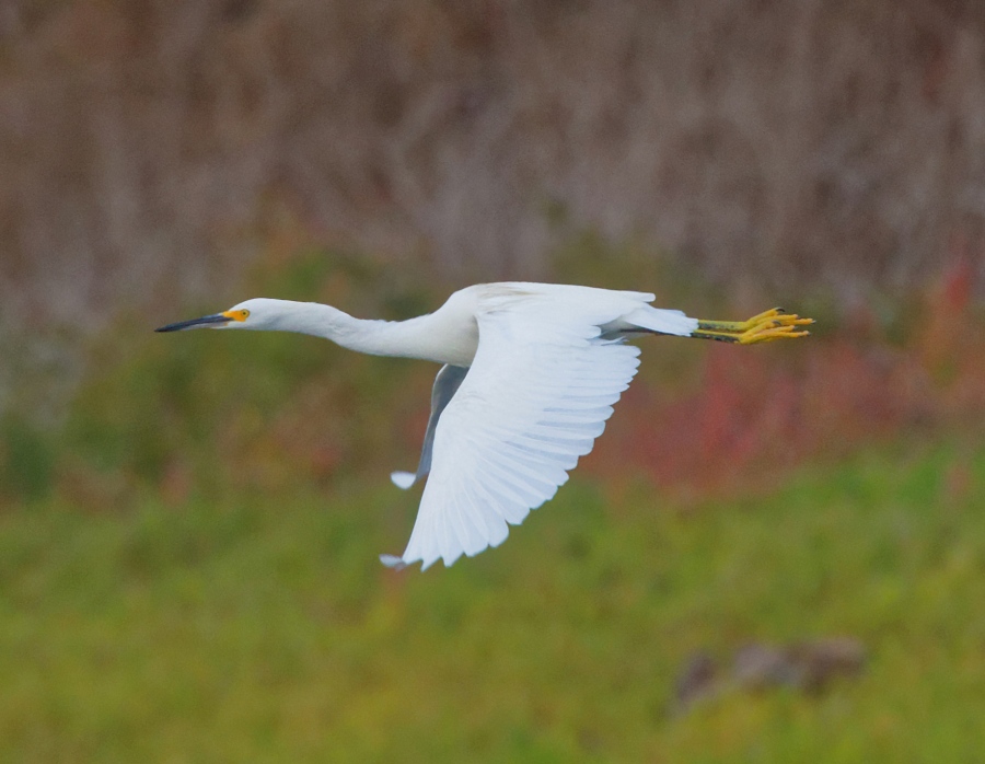 Egret