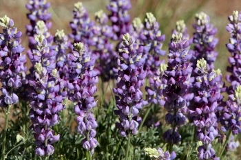 Lupine