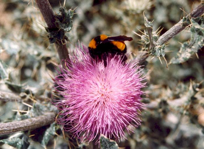 BumbleBee