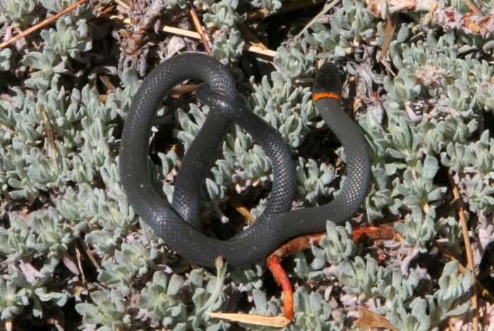 Snake