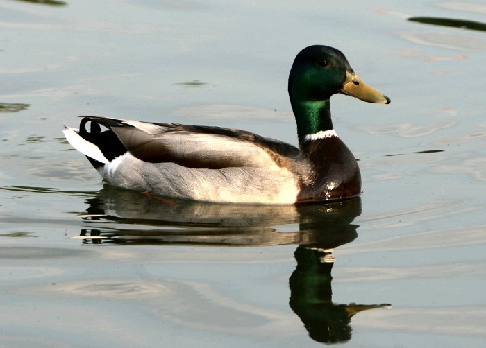MalardDuck