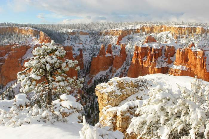 Bryce