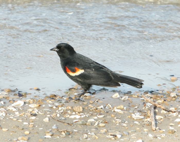 Blackbird