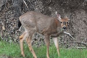 Deer