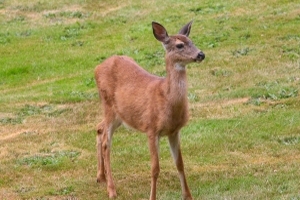 Deer