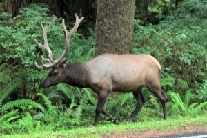 Elk