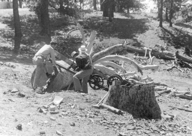 TreeStump