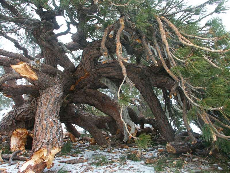 FallenTree