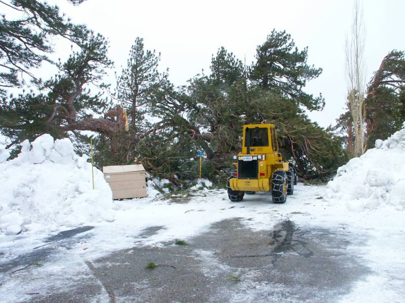 CleaningTreeDebris