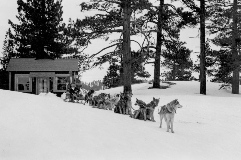 Huskies