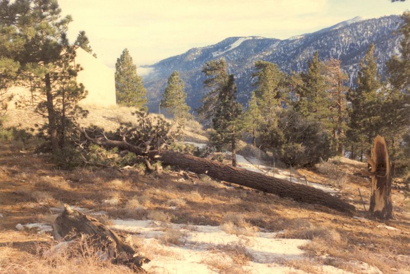 DownedTree